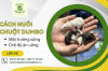 Chi tiết cách nuôi chuột Dumbo - Môi trường sống và chế độ ăn uống