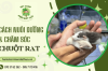 Chuột Rat và cách nuôi dưỡng, chăm sóc tối ưu trong gia đình